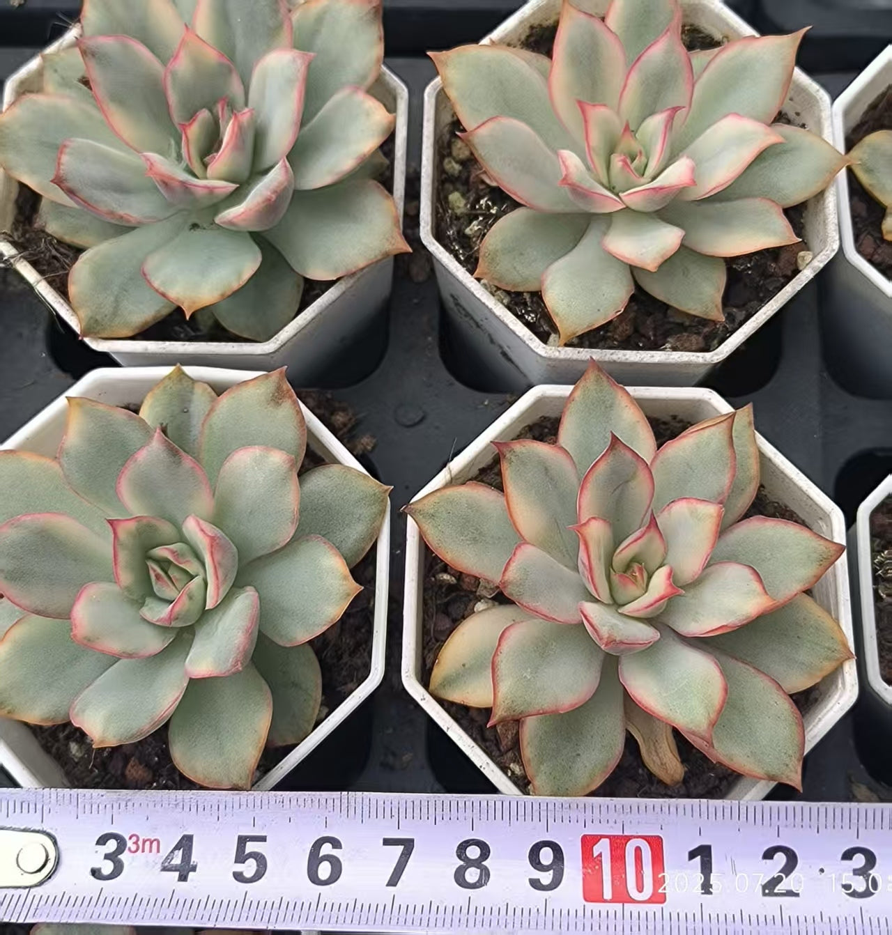 DDX104 エスター錦(6.5cm pot)