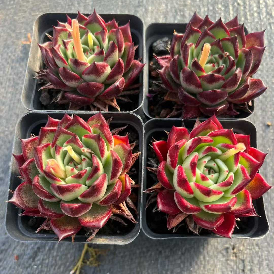 13970 ブラックナイト