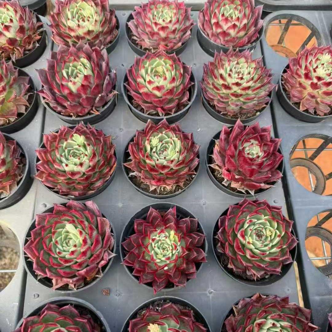 21409 ブラックナイト