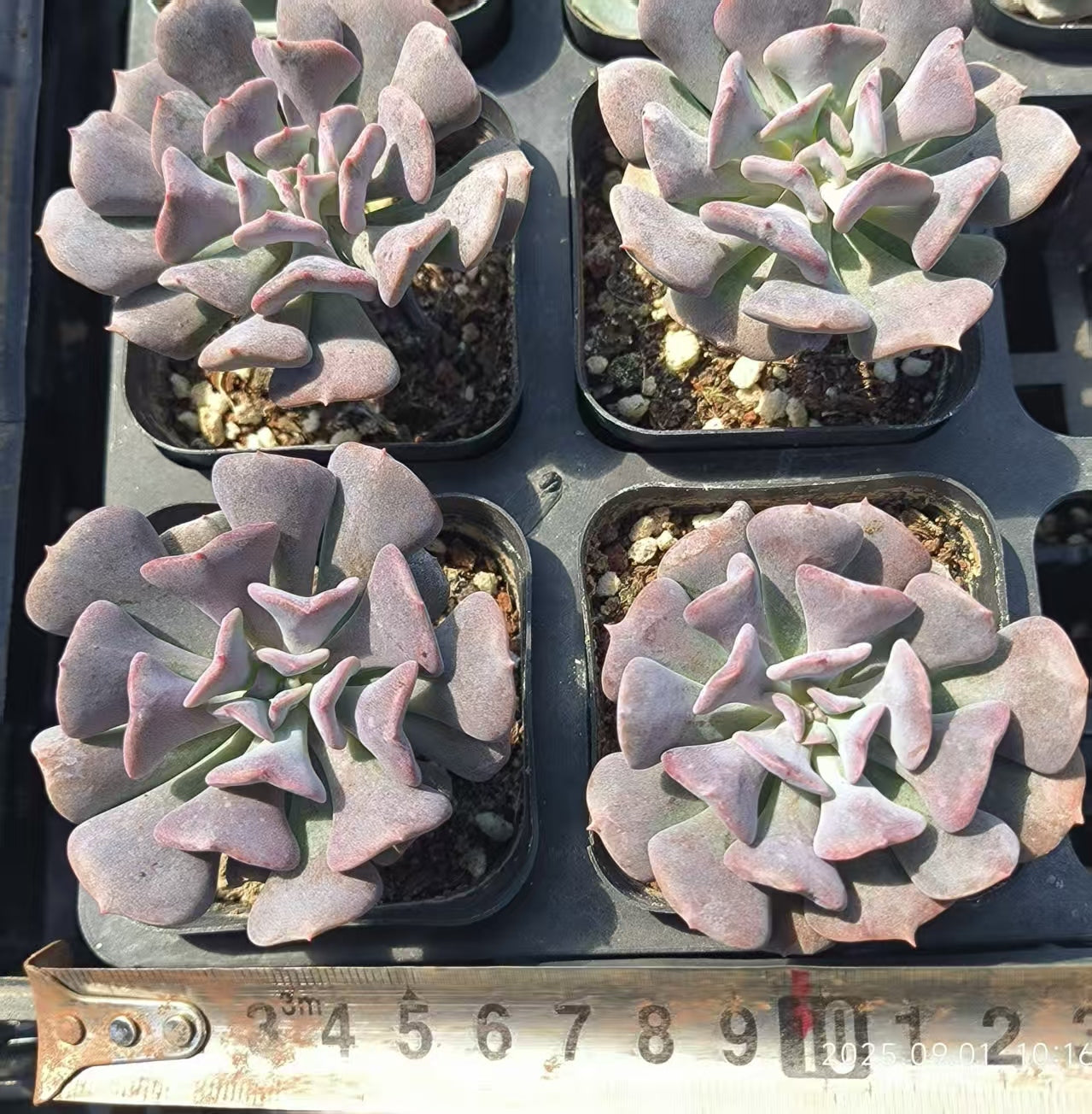 KD003 いエキゾチック(6cm pot)