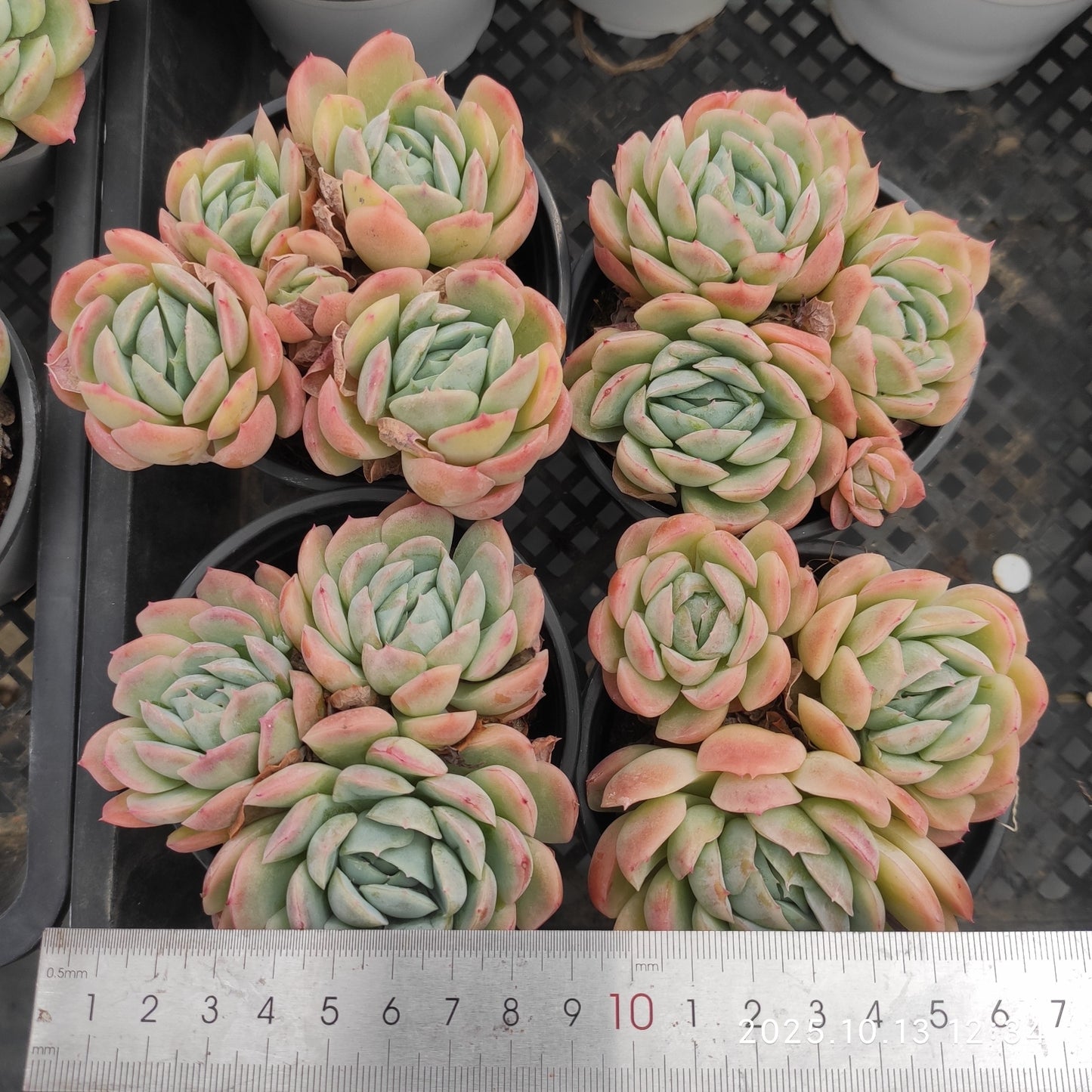 21659 ベリー(7cm pot)