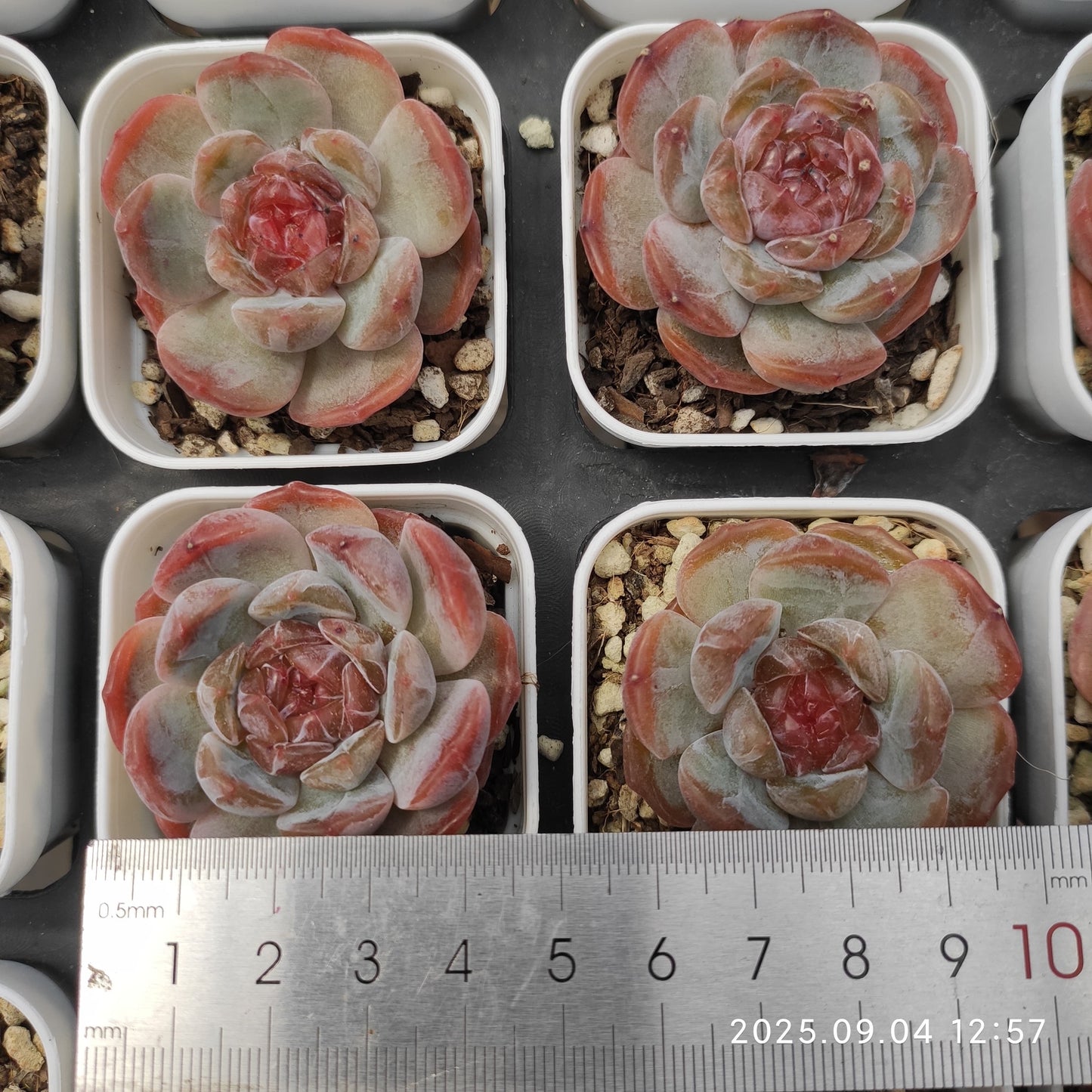 MMY812 ドードー(5.5cm pot)