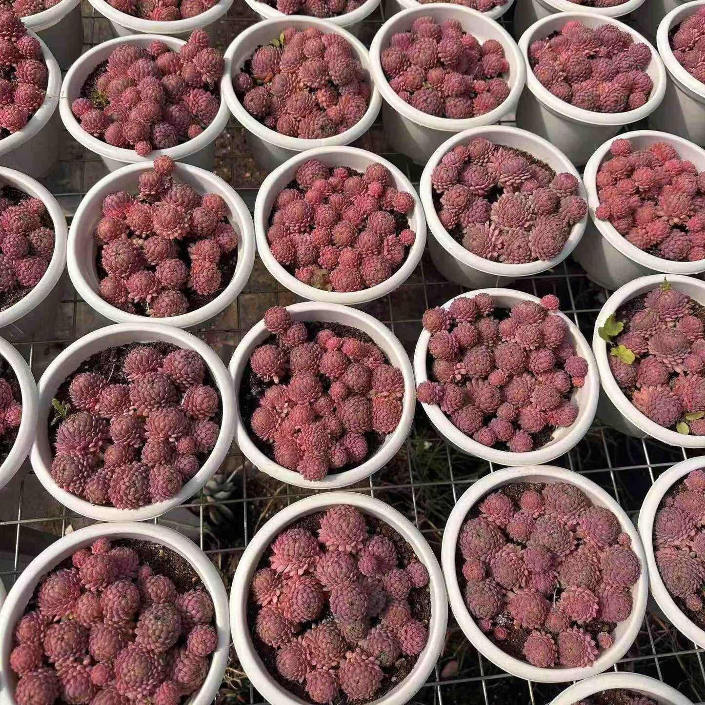 16056 グロブローサ