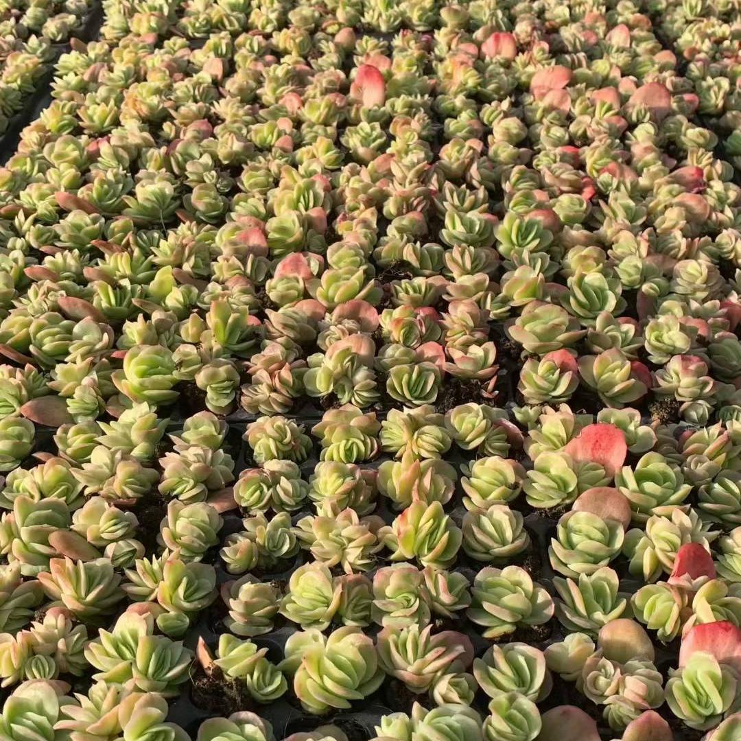 23454 アイスローズ(3cm pot)(ポット苗)