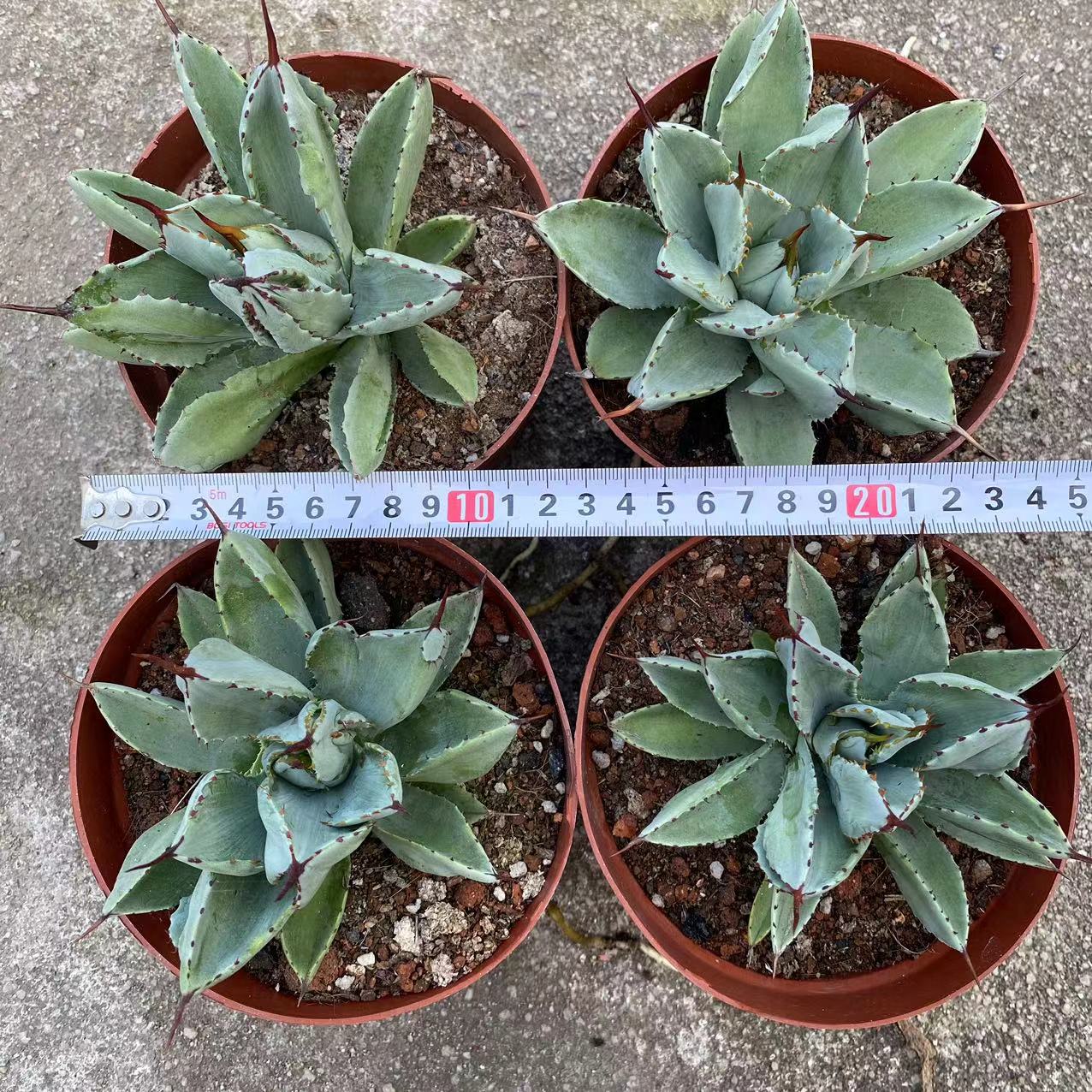 LJHH018 アガベ ポタトラム キュービック(12cm pot)