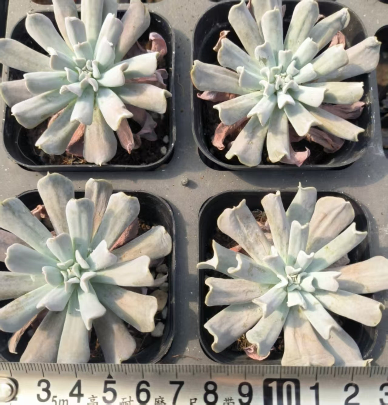 HR037 ルンヨニー トップシータービー(6.5 cm pot)
