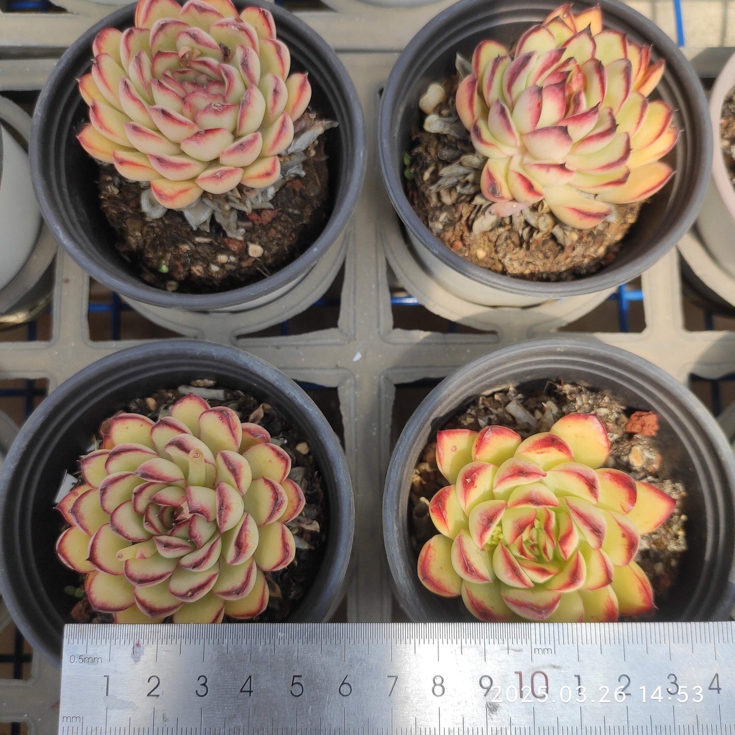 HWQ006 メキシコプリドニス(9cm pot)