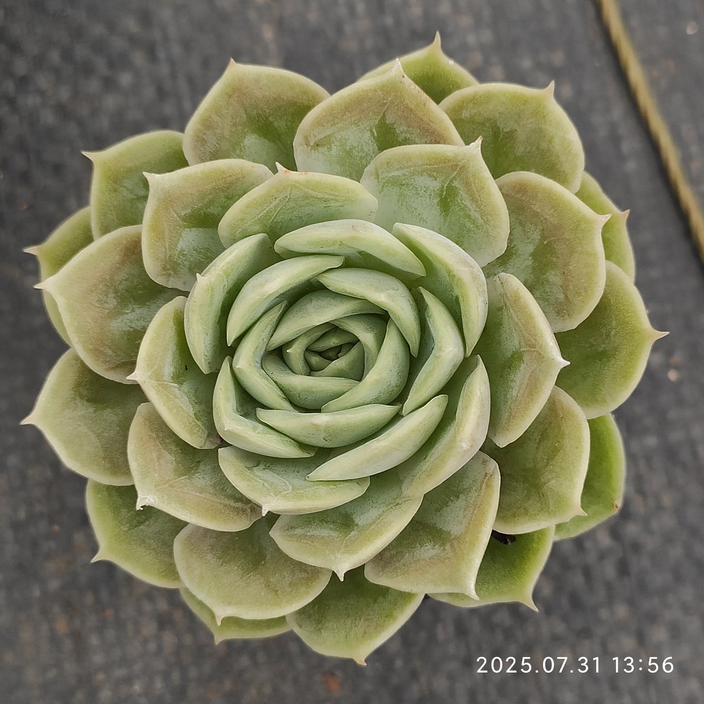 MMT683 オンスロー (5.5cm pot)
