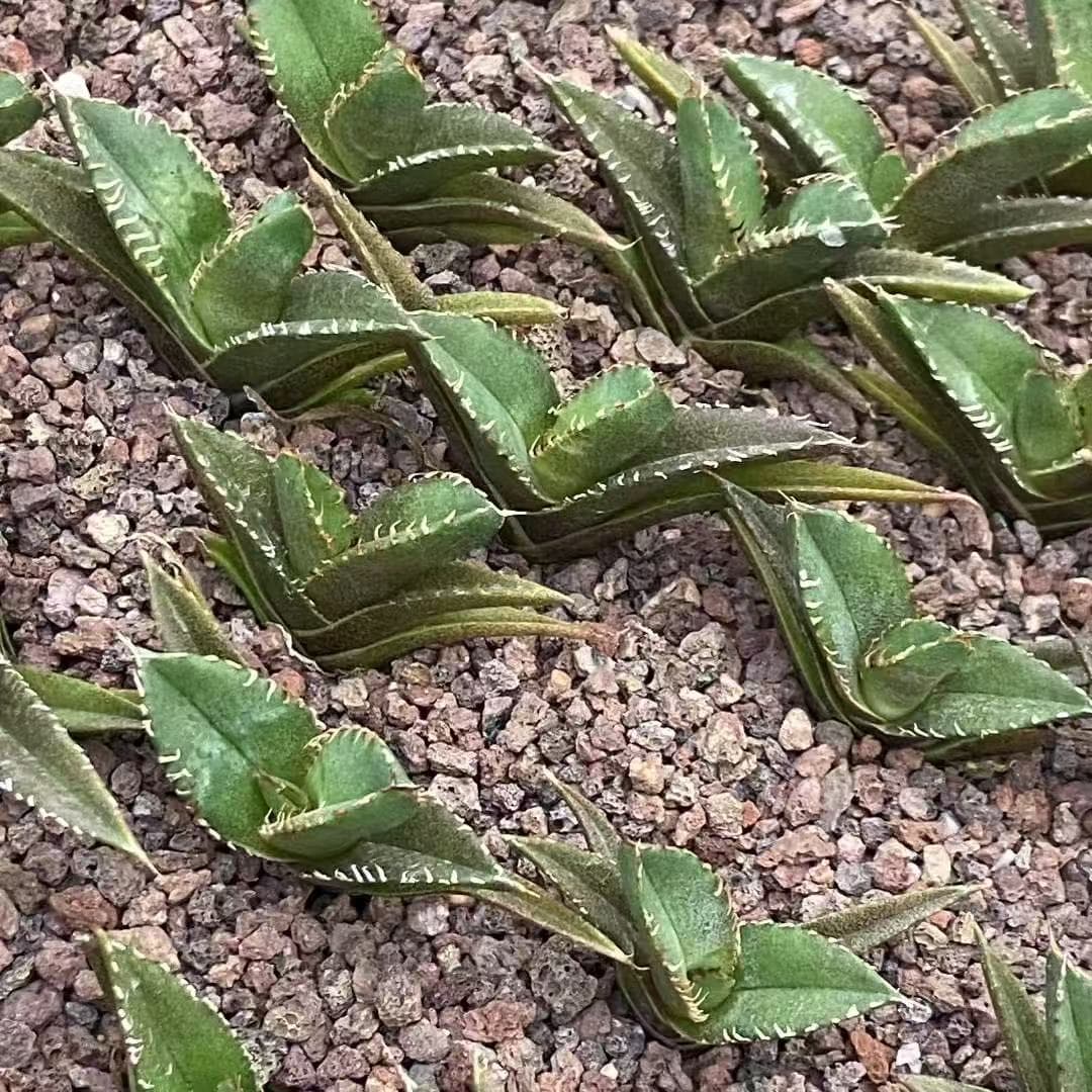 MH305 アガベ 地獄火(じごくび)(5cm pot)