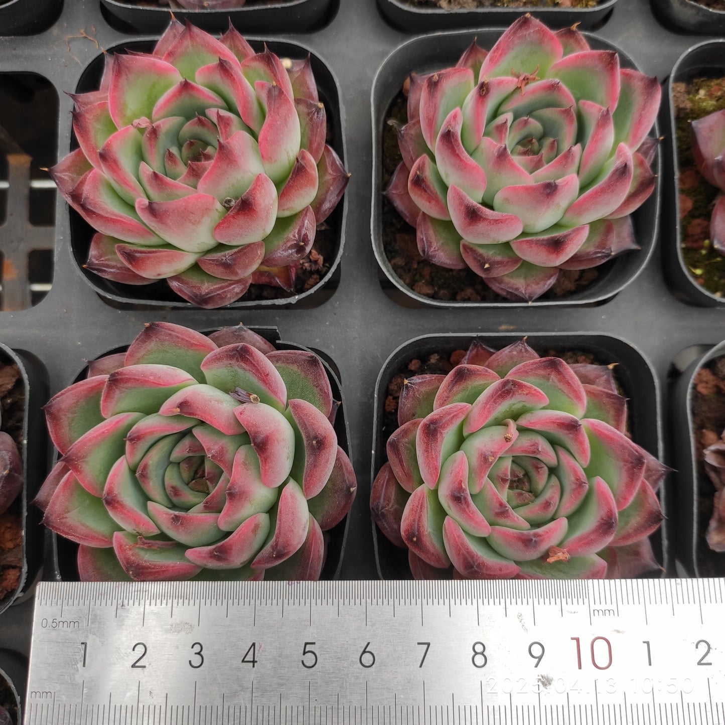 LMM350 ファイヤーピラー(6.5cm pot)
