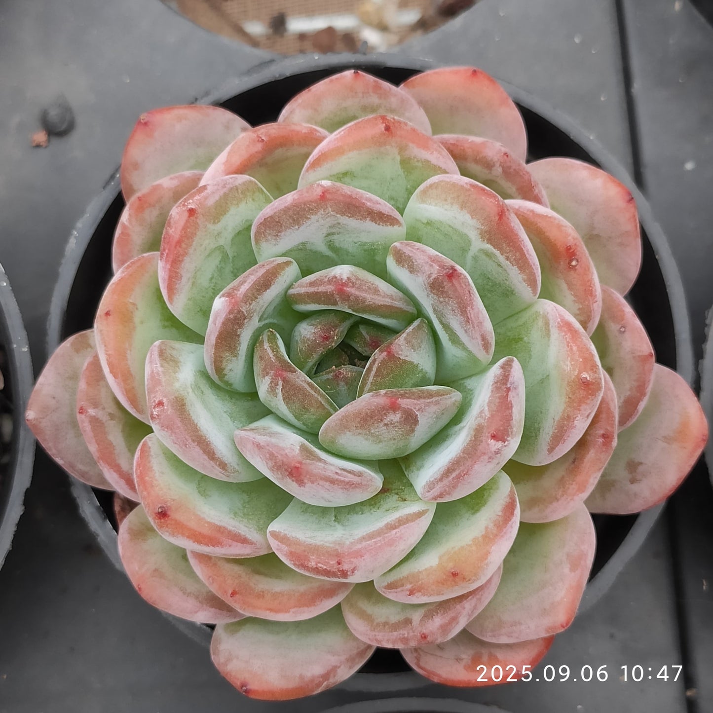 RC068 スターマーク(9cm pot)