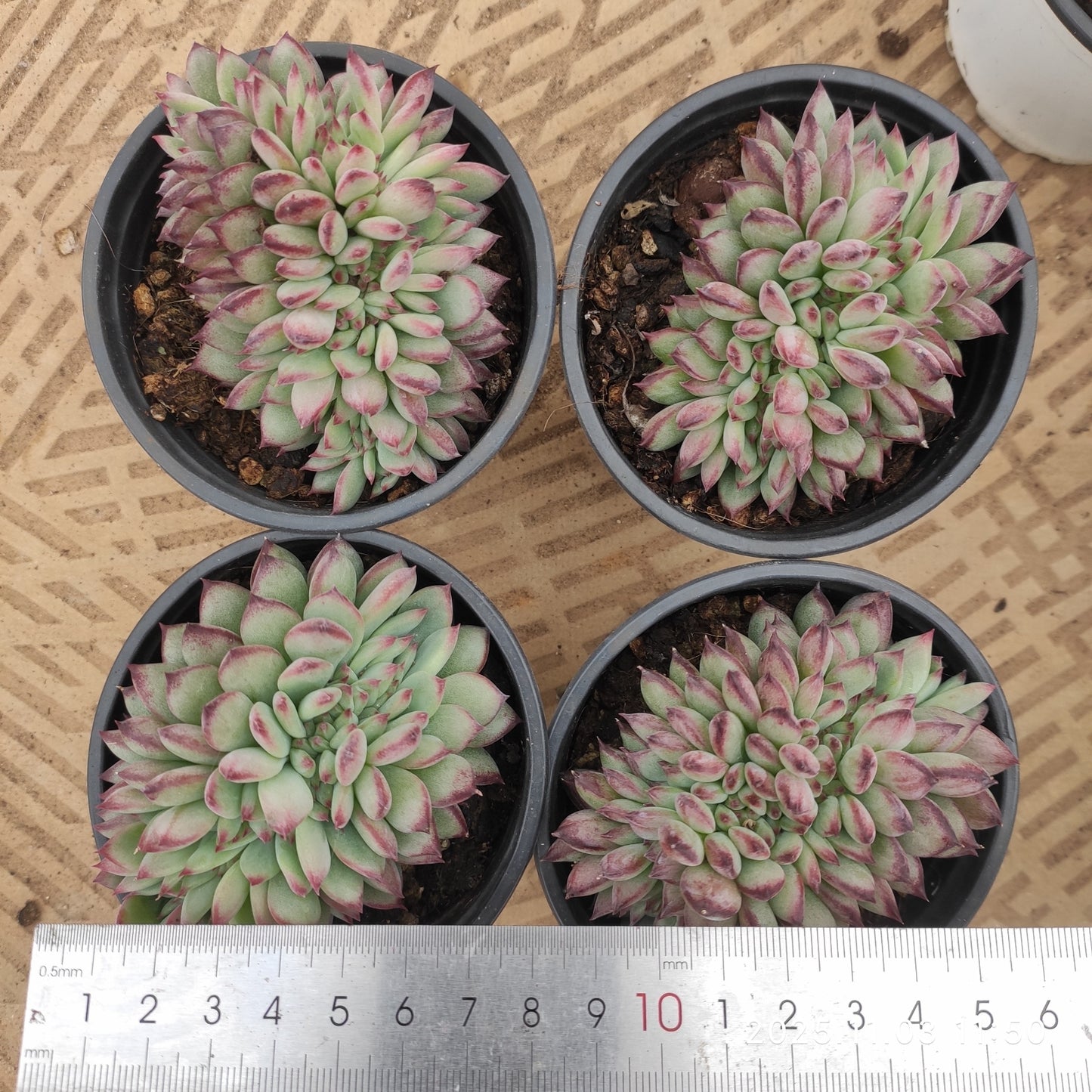 21157 ラタム 綴化(9cm pot)