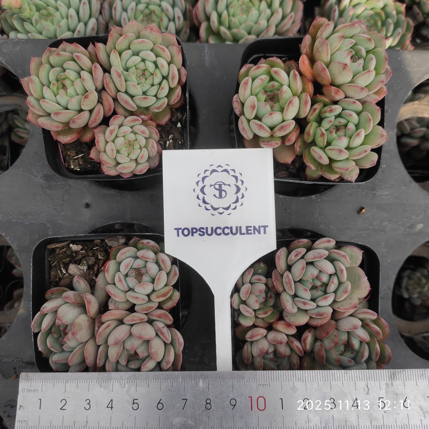 22445 ゴールドスピンク(7cm pot)