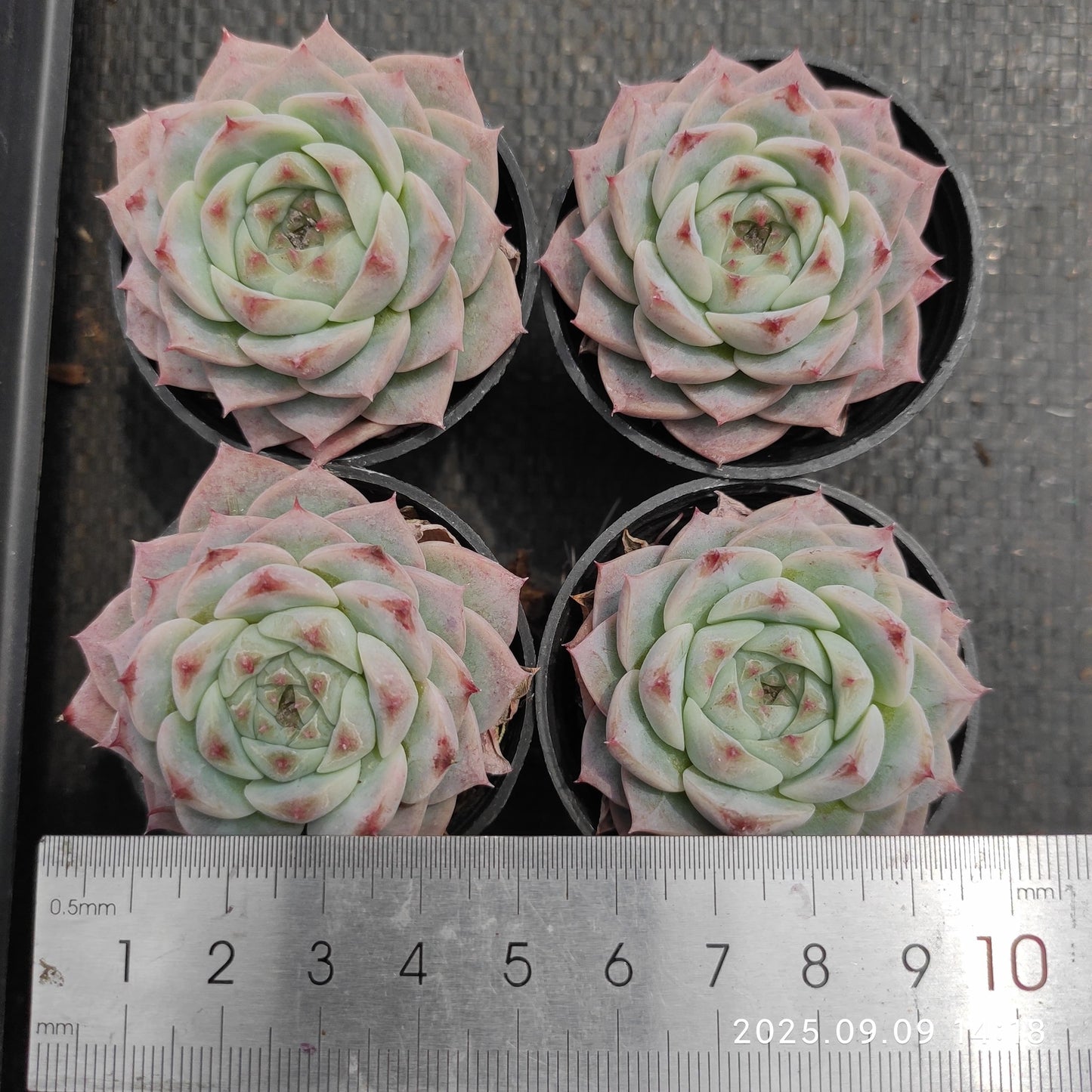 MMT887 レッドベルベット(5.5cm pot)