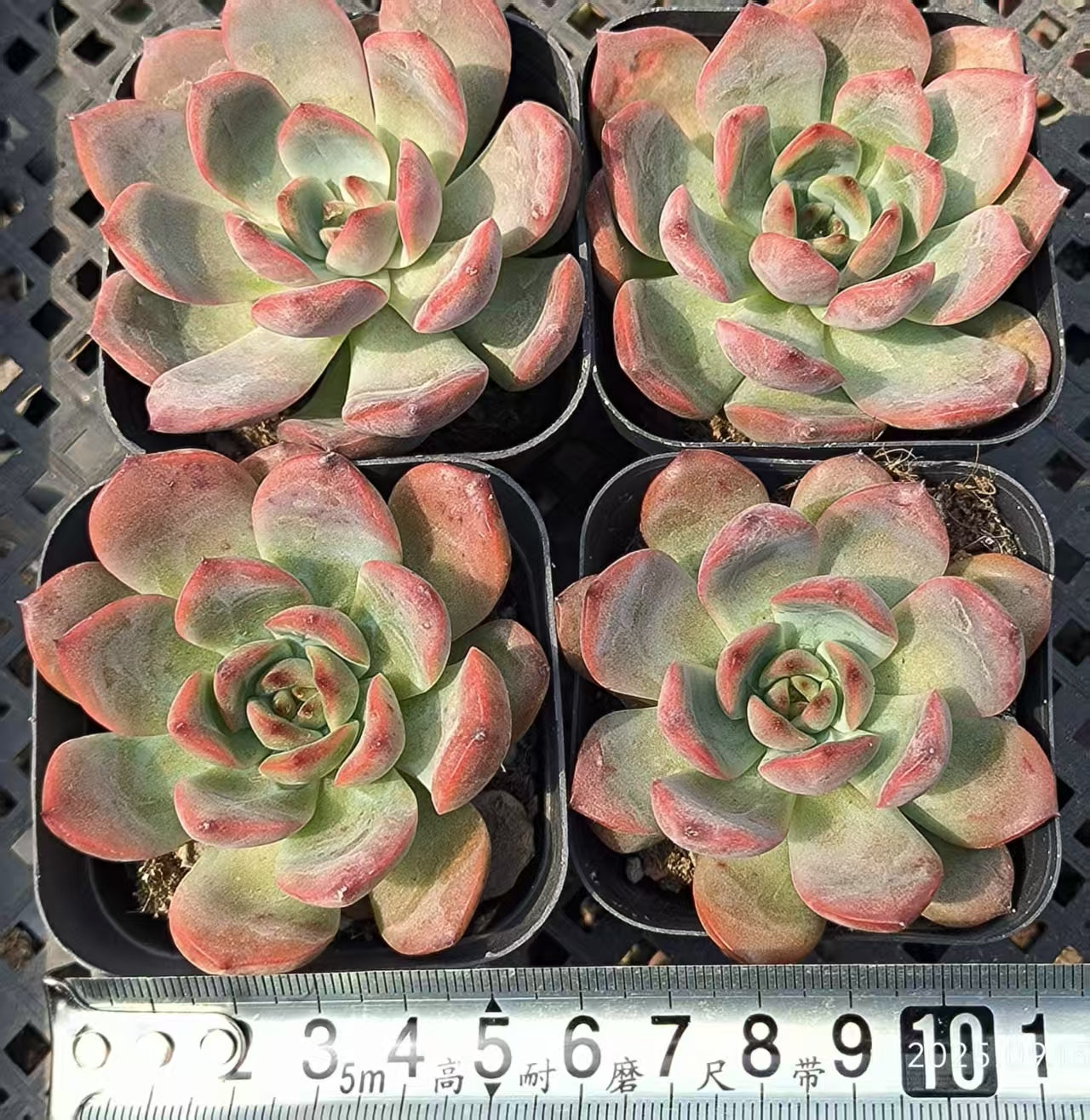 GR395 マドンナ(6.5 cm pot)