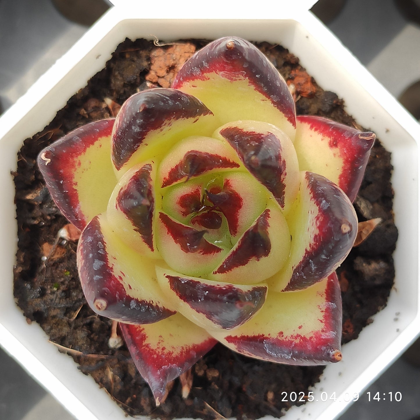 YBB029 エボニー(7cm pot)