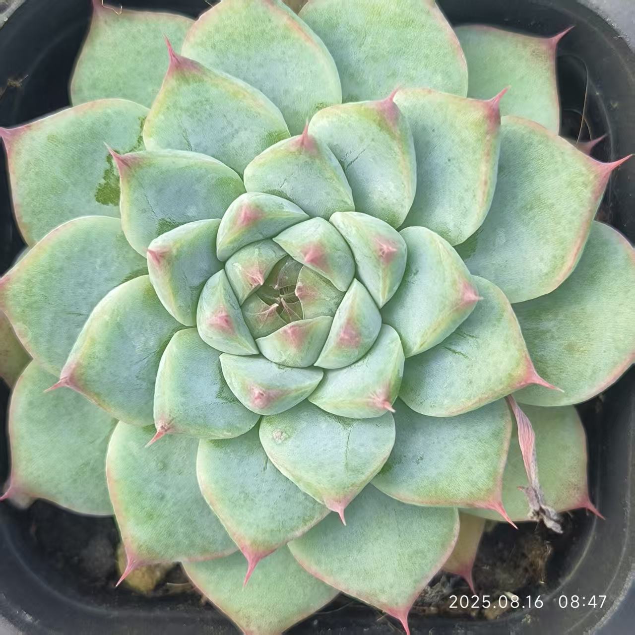 LG717 チワワエンシス Hyb(6.5cm pot)