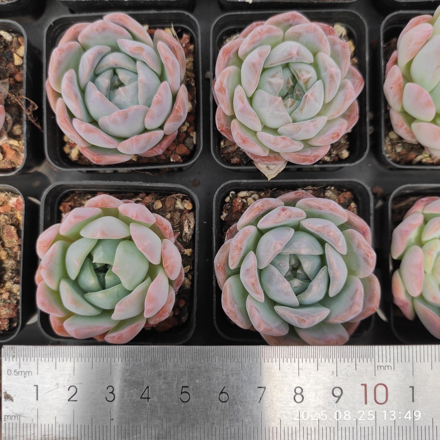 WWA304 モンロー Hyb (7cm pot)
