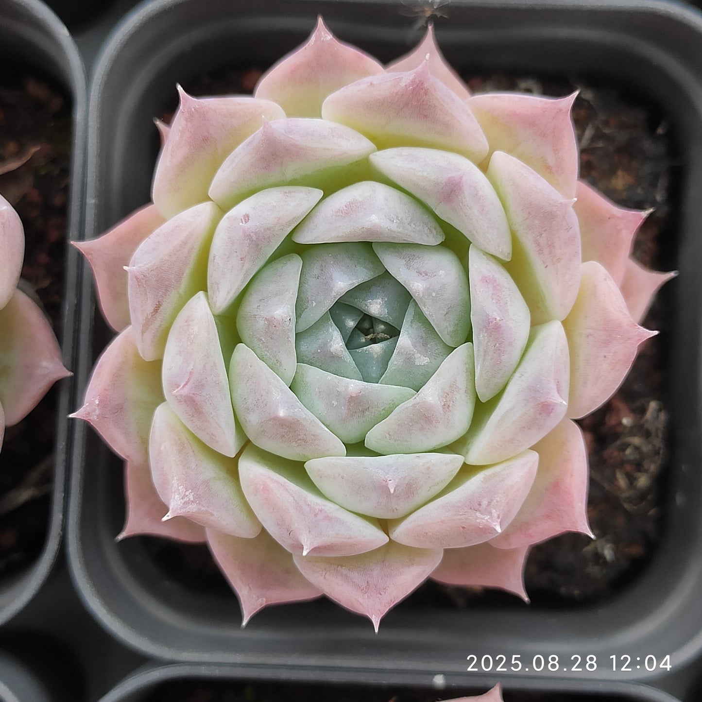 YBB037 ロザリア(5.5cm pot)