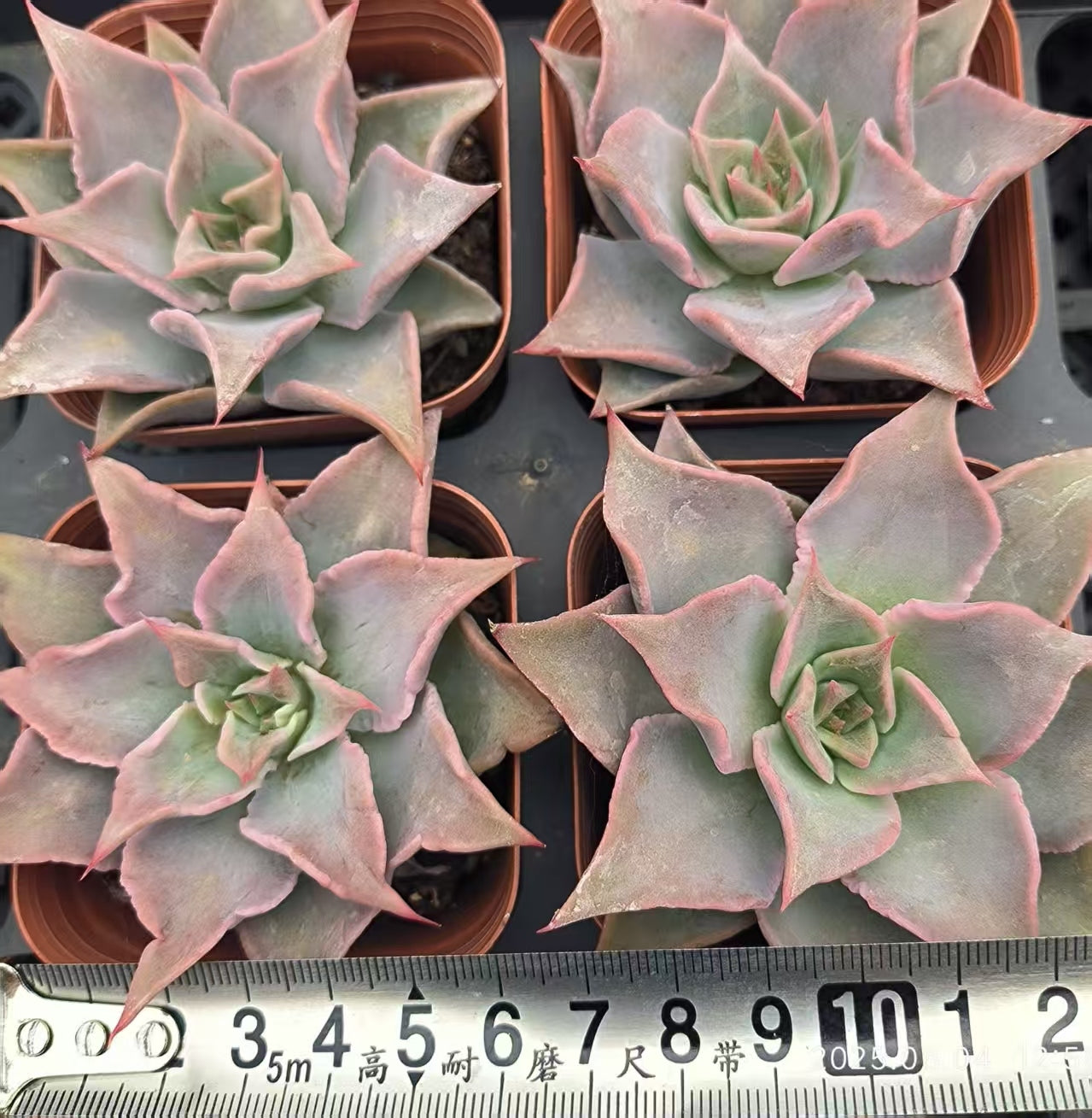 RDD310 レッドマディバ (6.5cm pot)