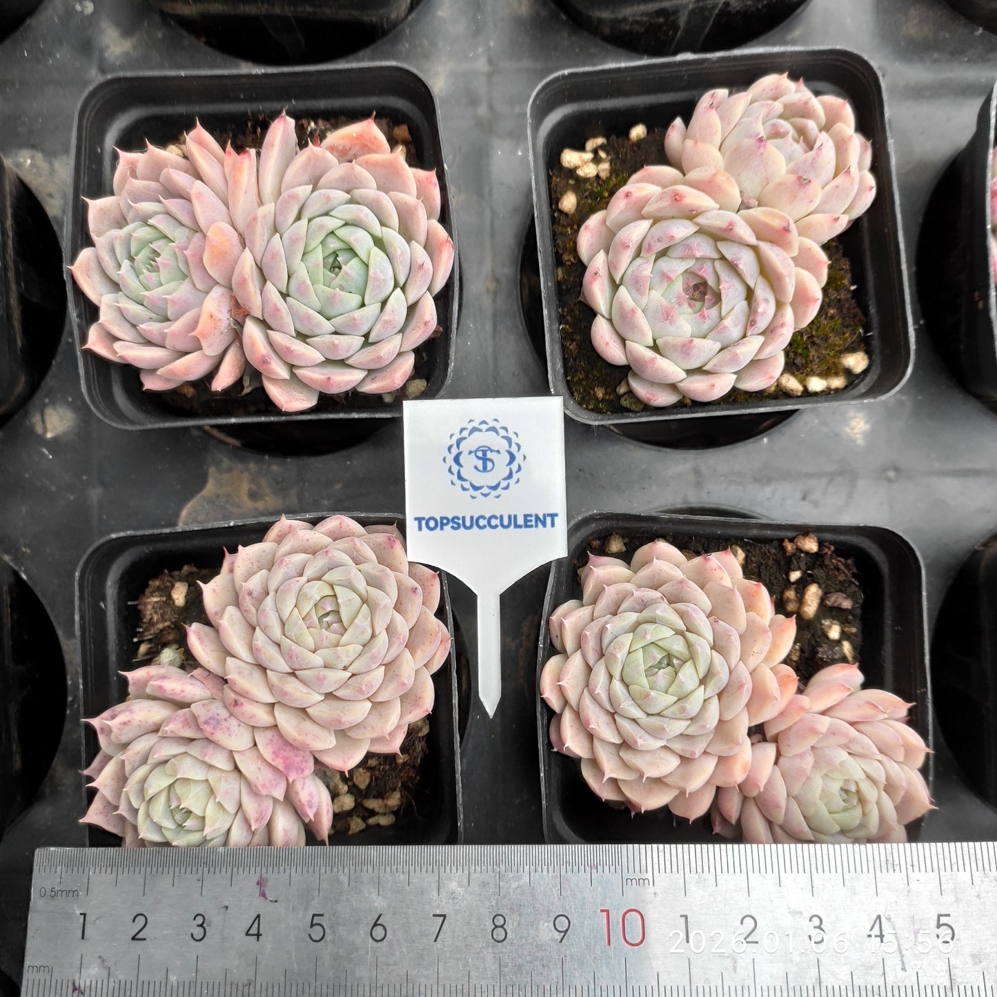 24414 ピンク ベラーHyb