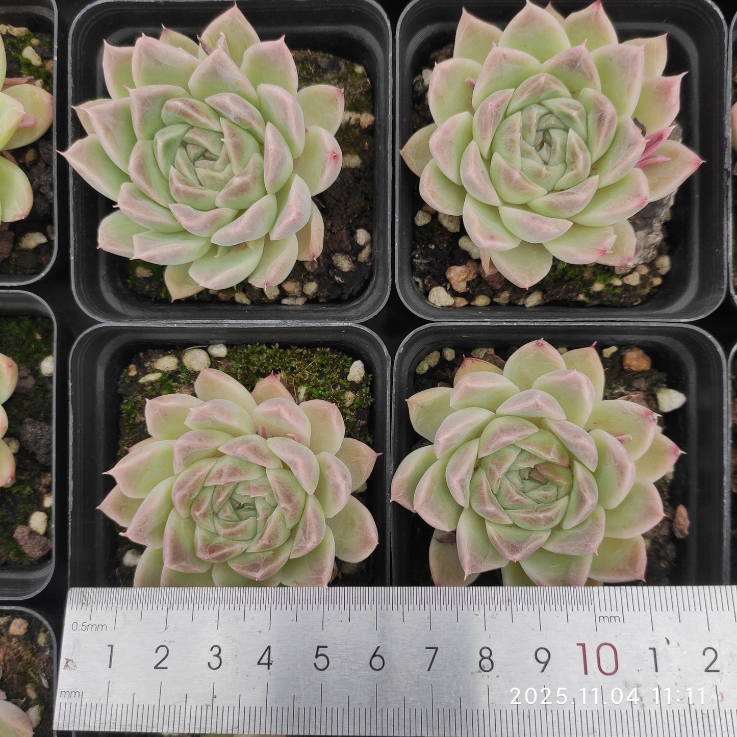 22268 ウェルテル x ヘレナ(7cm pot)