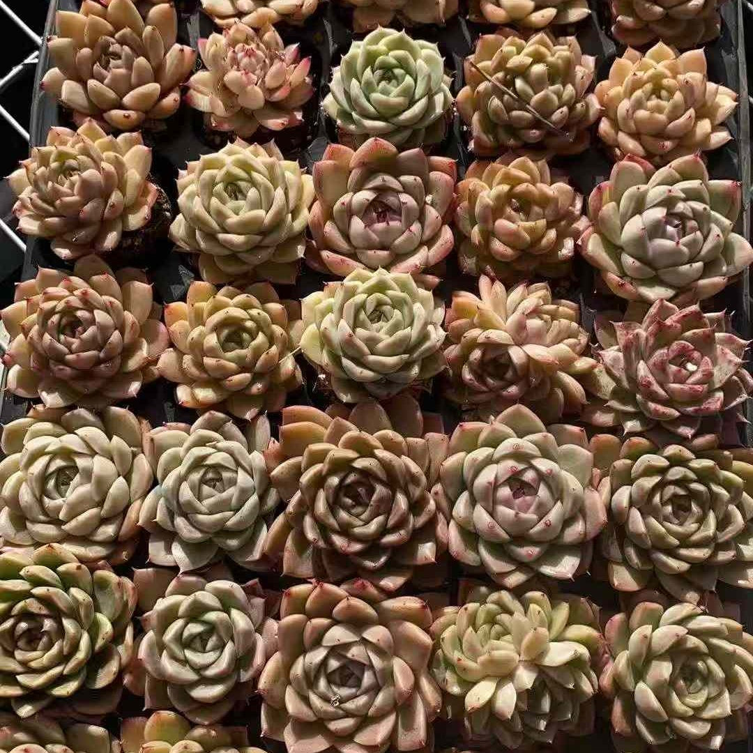 23584 マルガンhyb(3cm pot)