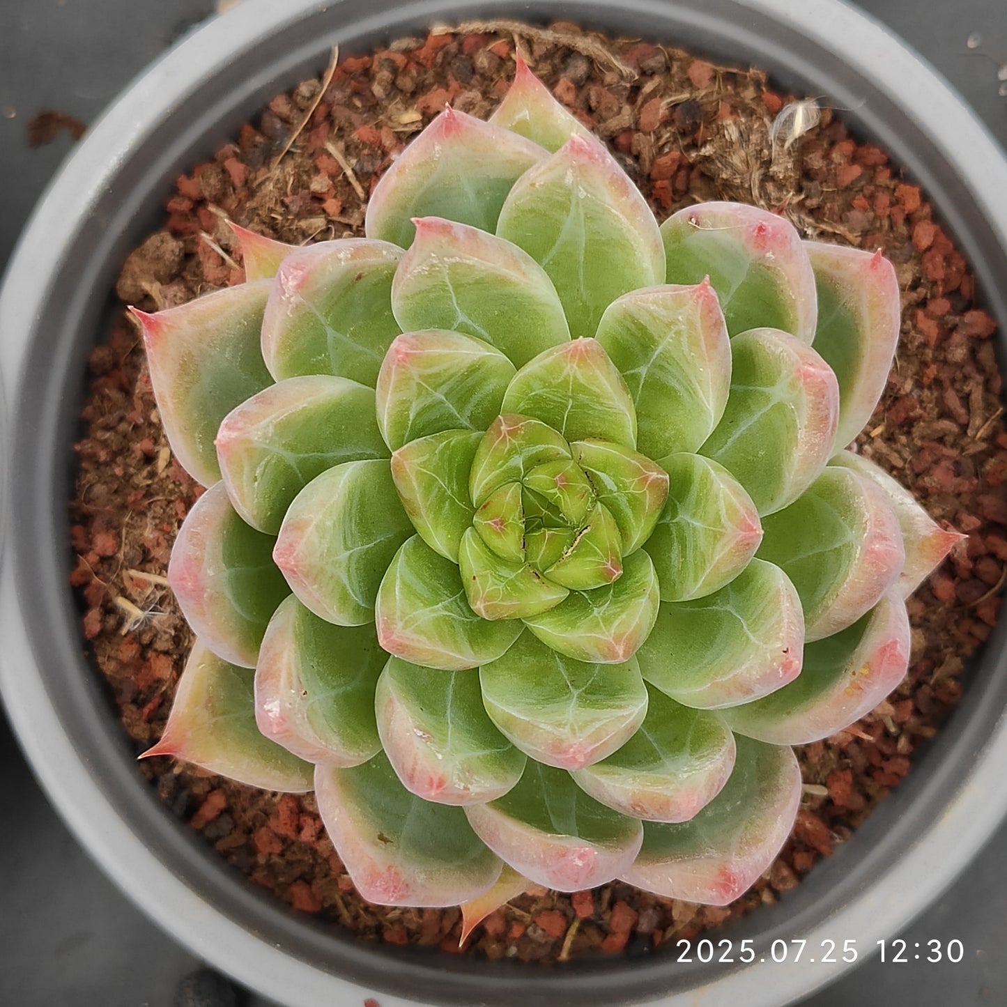 NGN698 スノーマウンテンジェニー(9cm pot)