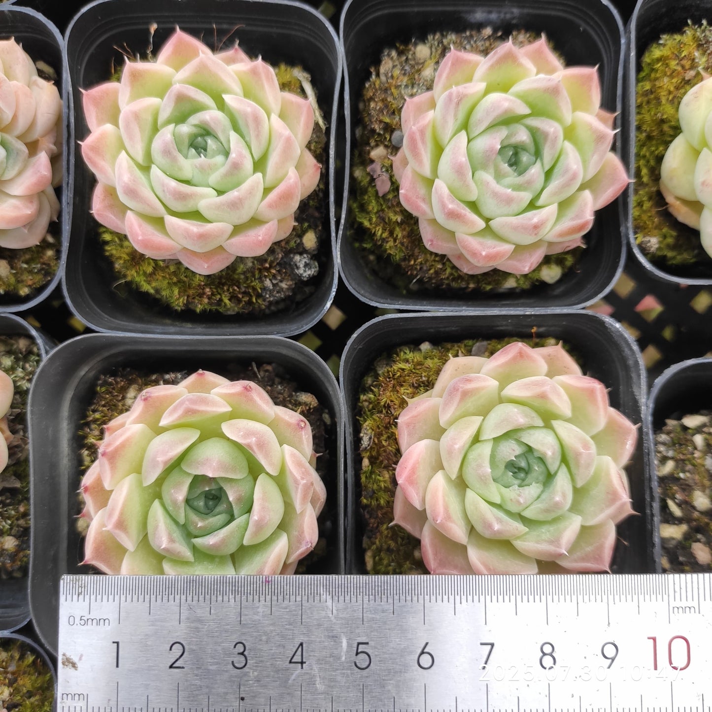 QN745 シェリー(6.5cm pot)