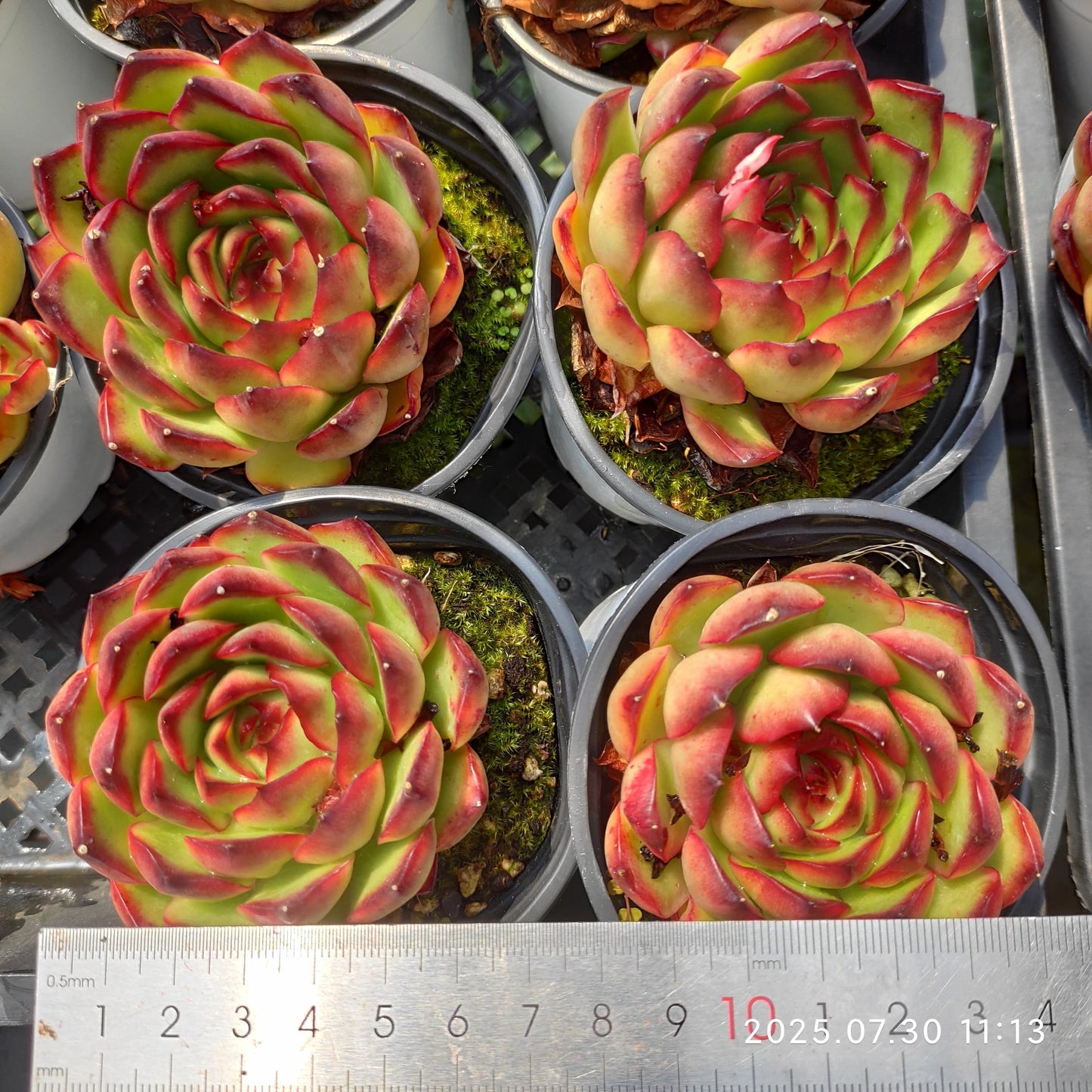 QN431 レッドモラン(9cm pot)