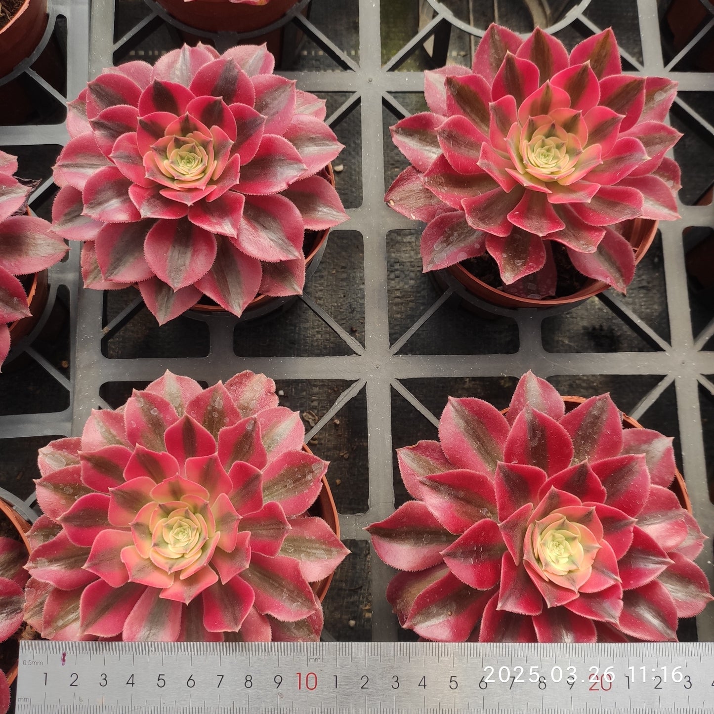 ZXX593 ウィッチ (12cm pot)