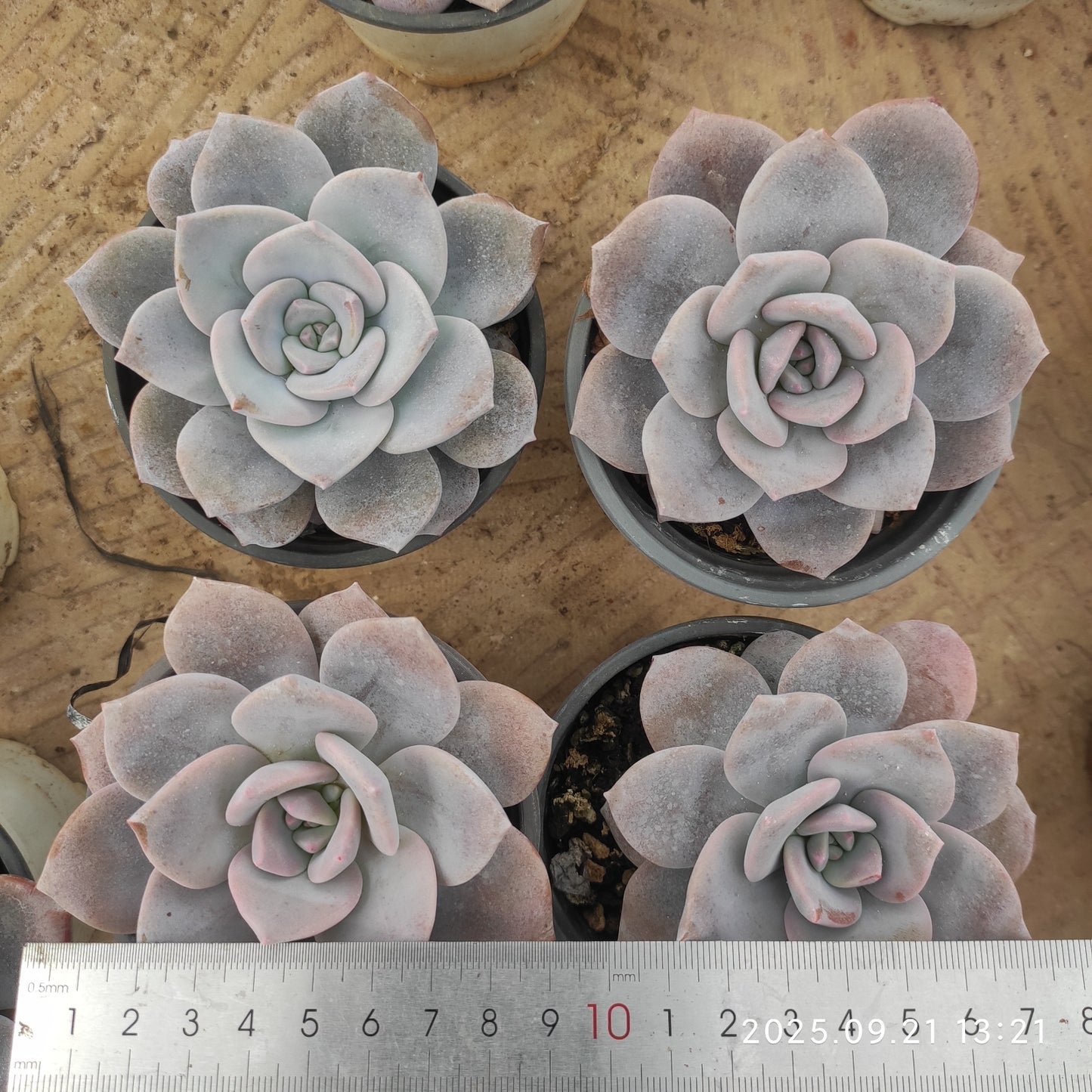 ZX340 サクラスノー(9cm pot)