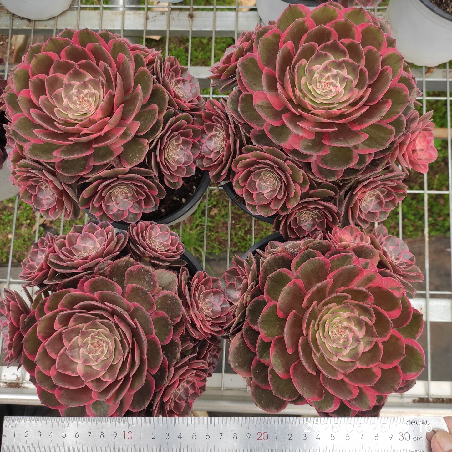 YS262 アエオニウムピンクガール(20cm pot)