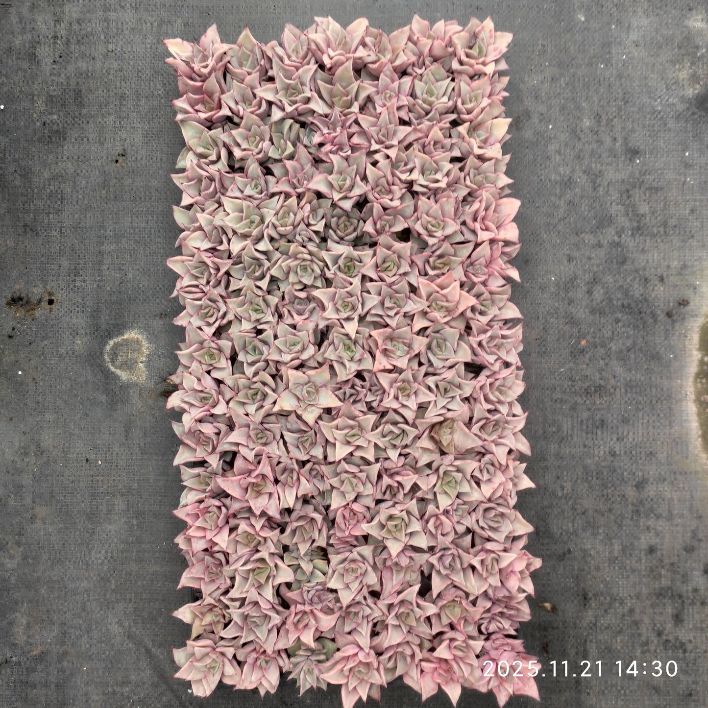 22124 マディバ(3cm pot)(ポット苗)