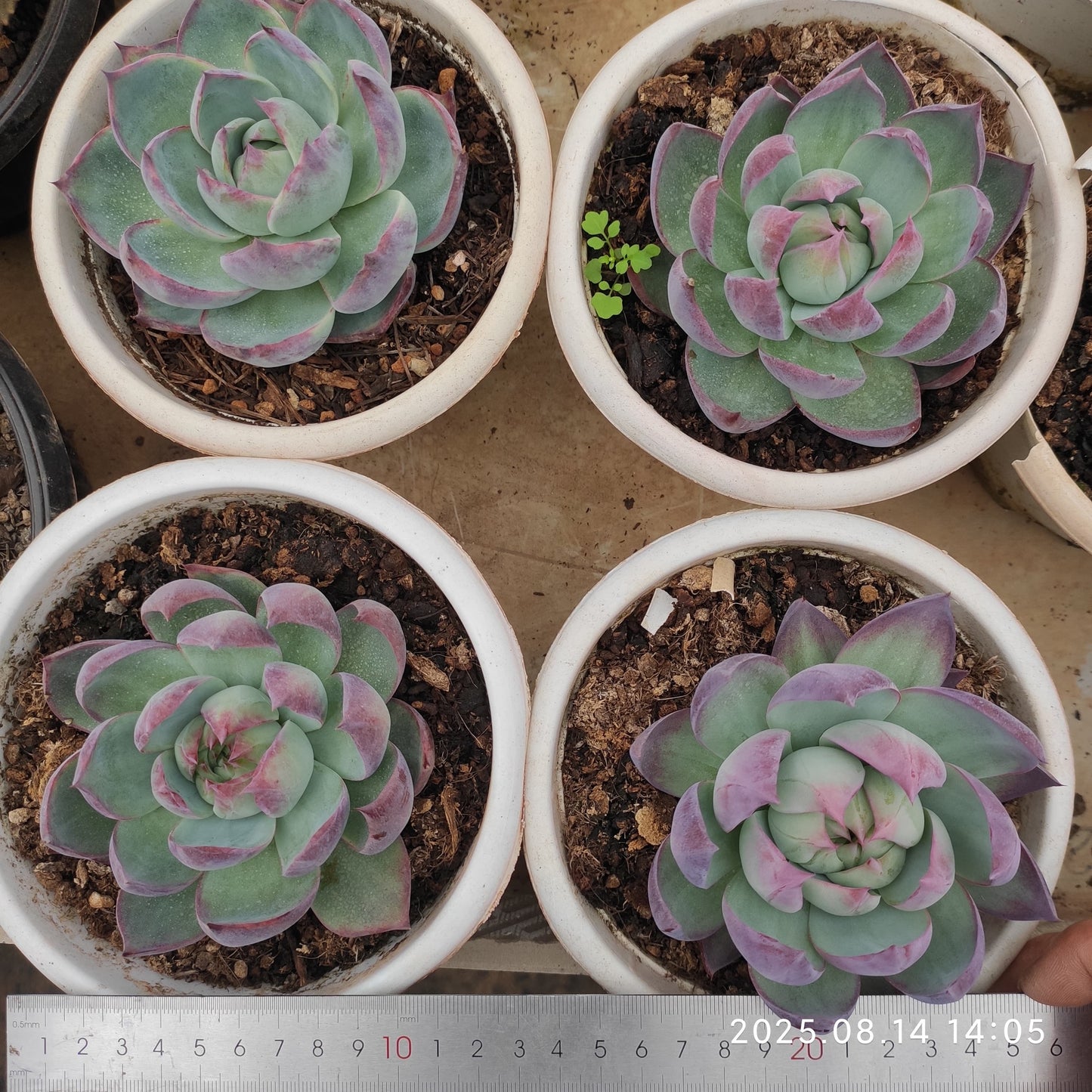 ZX231 カシオ(16cm pot)