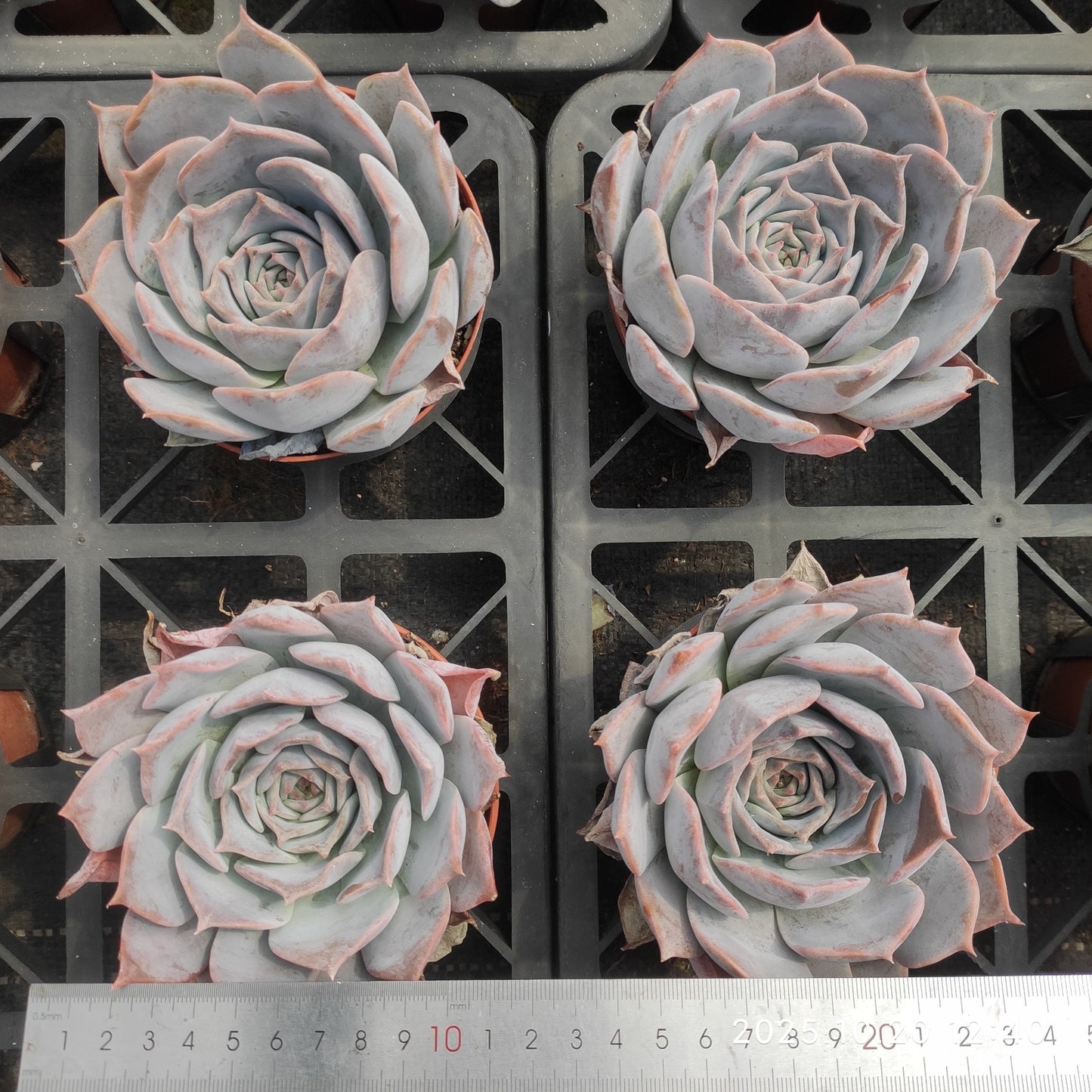 ZXX329 ルシーナ(12cm pot)