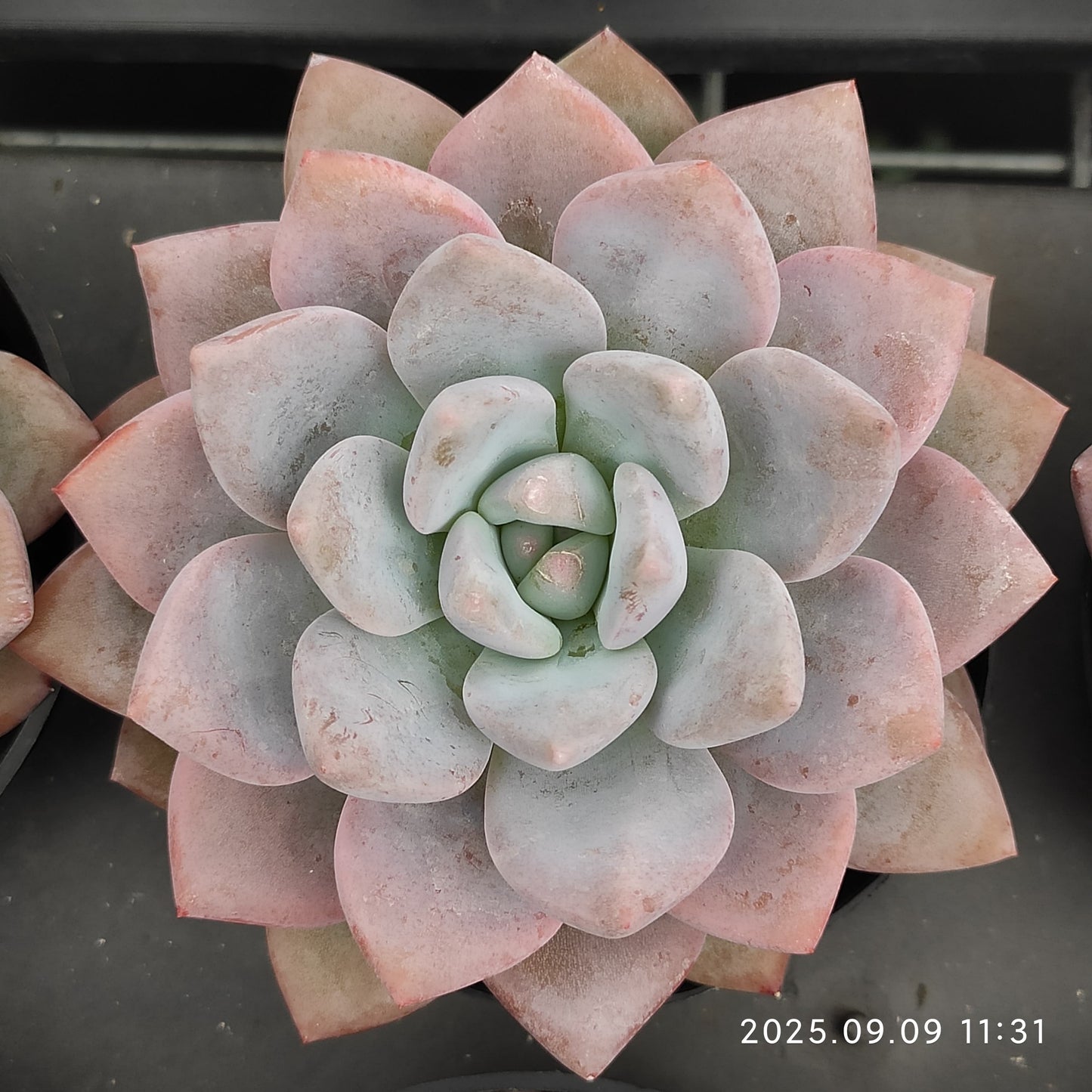 MMT783 OPアイスグリーン(9cm pot)