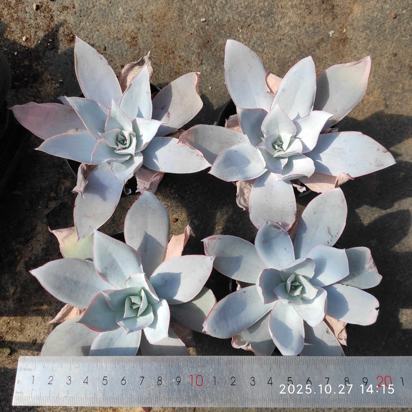 HG116 カンテ(9cm pot)