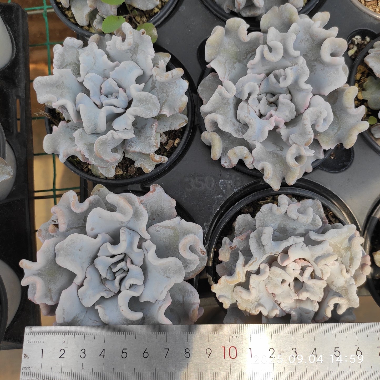 MMY1097 クリスペートビューティ(9cm pot)