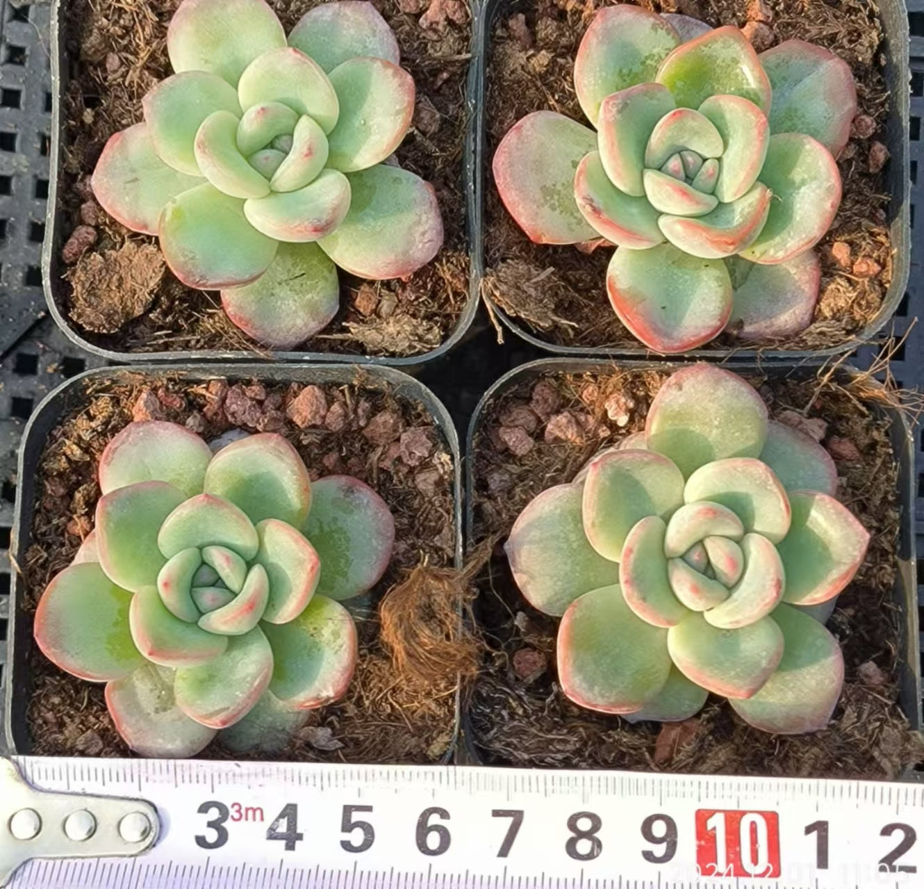 LYC161 アマビレ(6.5cm pot)