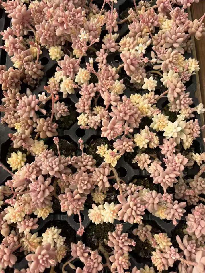 263951 ミリナエ錦