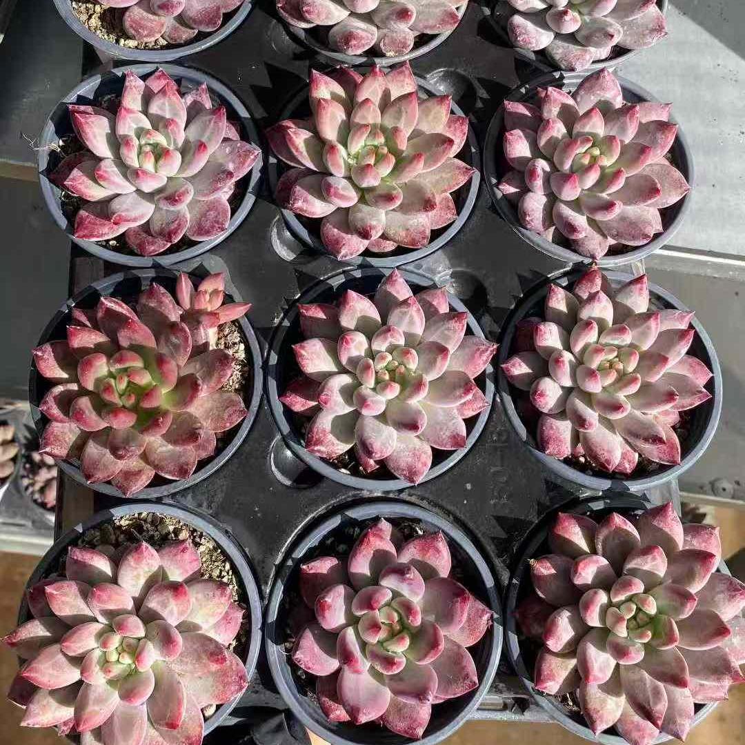 360001 コーンポッピー