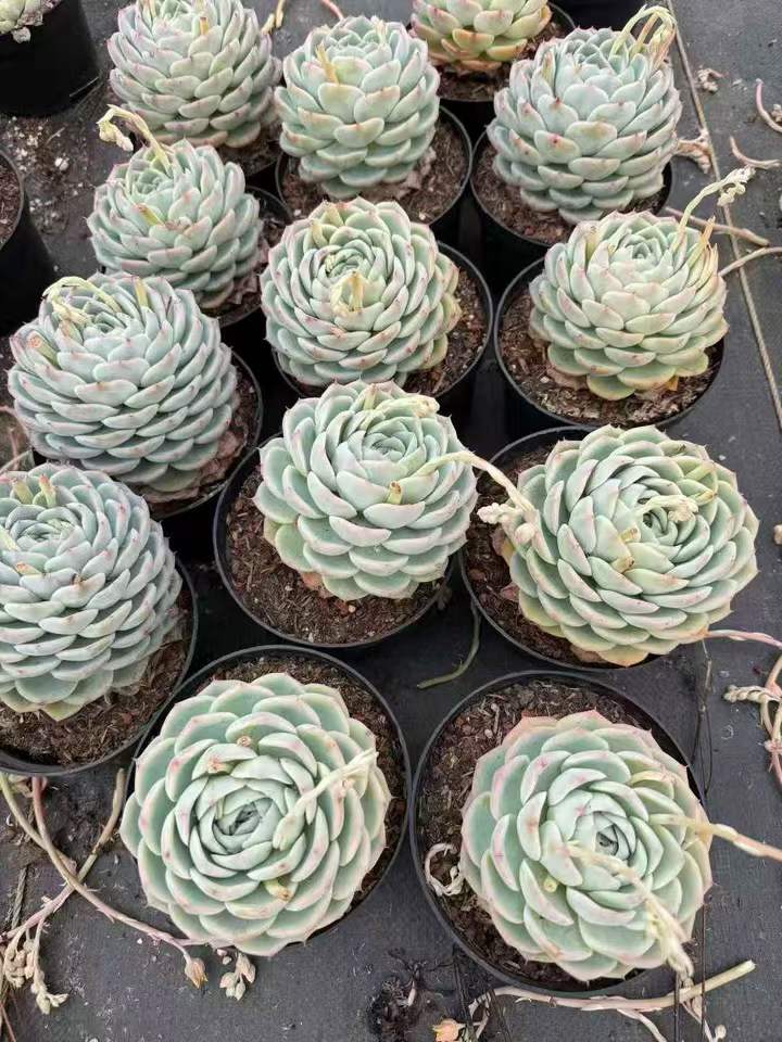 262631 ピンククリスタルローズ