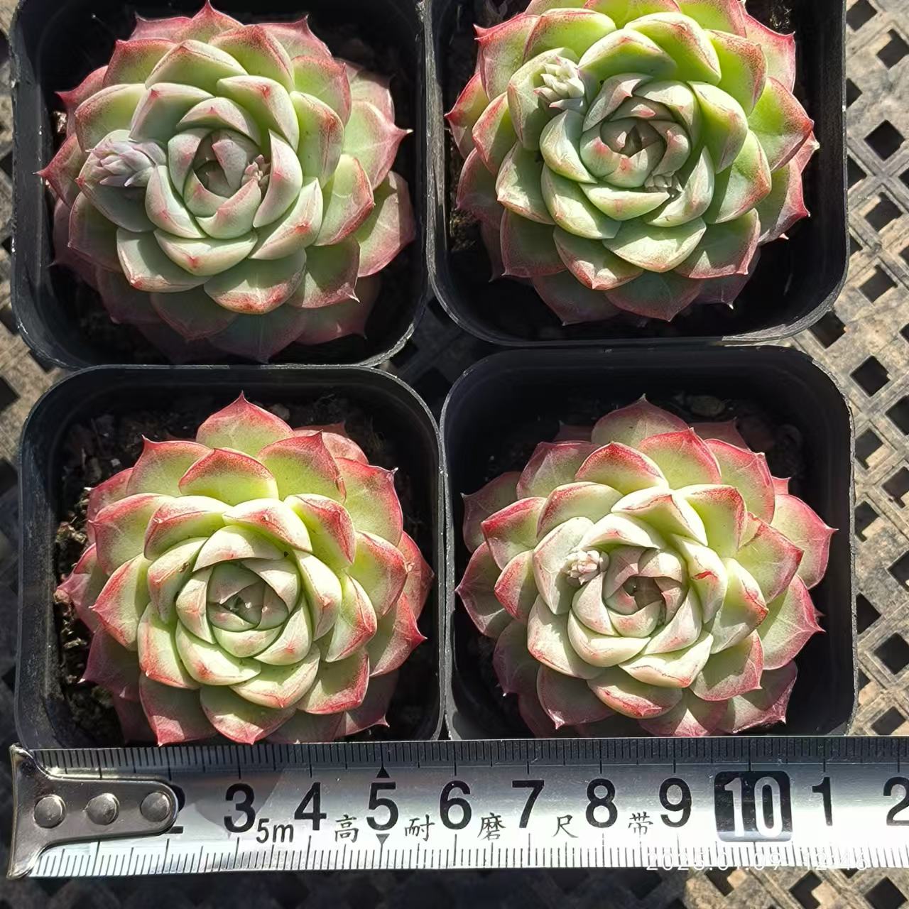 RDD298 ローズフェアリー (6.5cm pot)