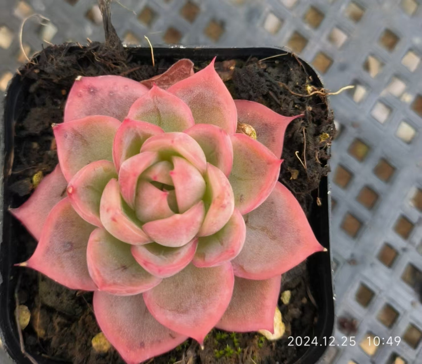 LG670 グッドルッキング(6.5cm pot)