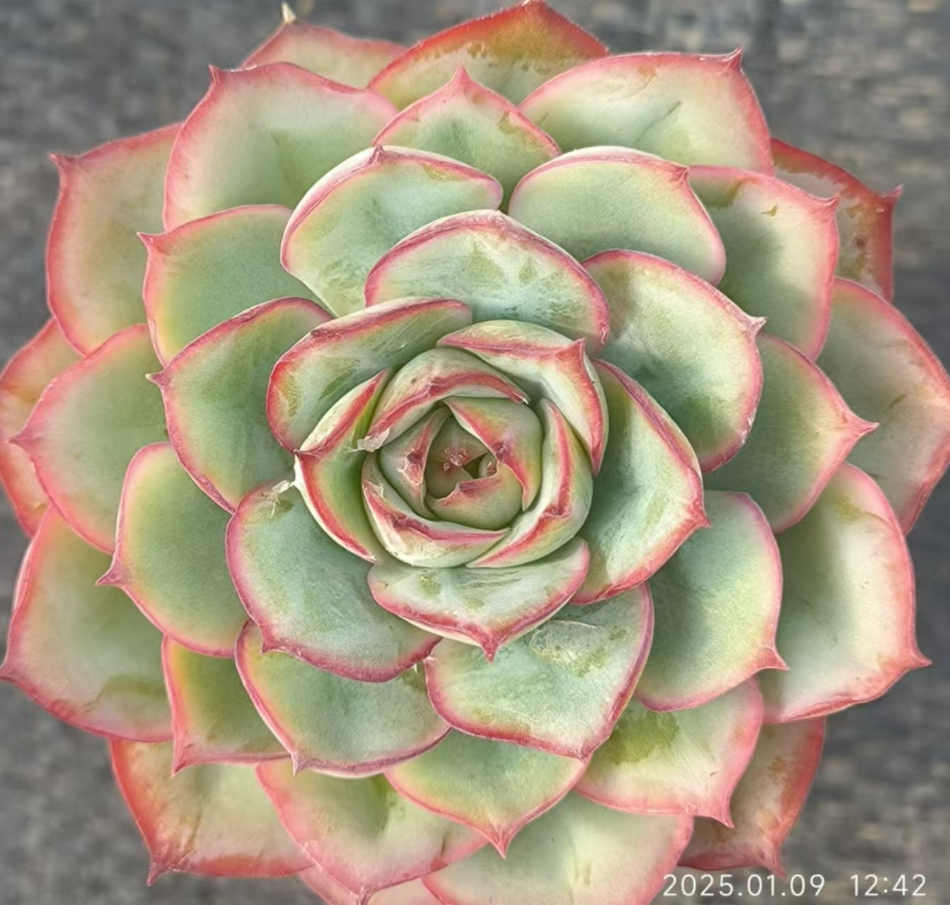 RDD299 キャプテンヘイHyb(6.5cm pot)