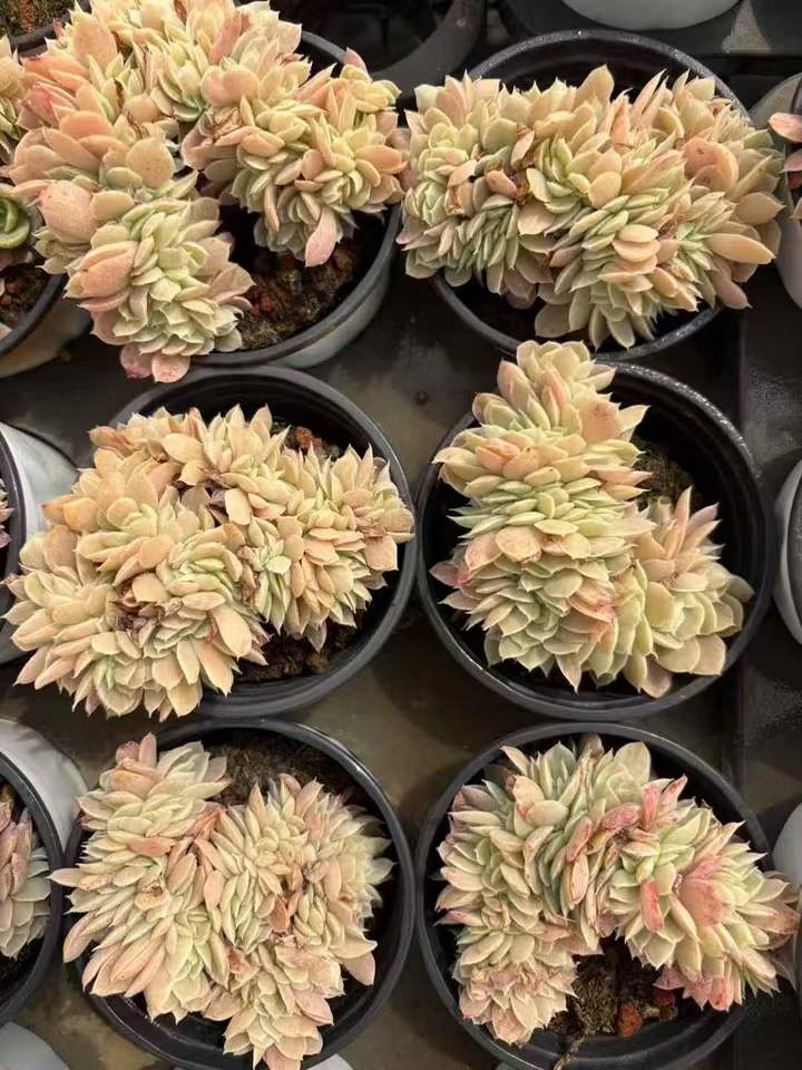 263941 バークレーライト綴化