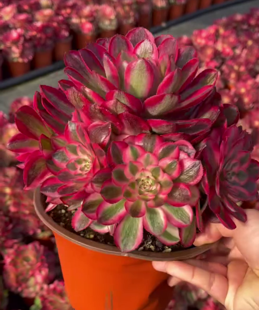 26549 アエオニウム ゴージャス