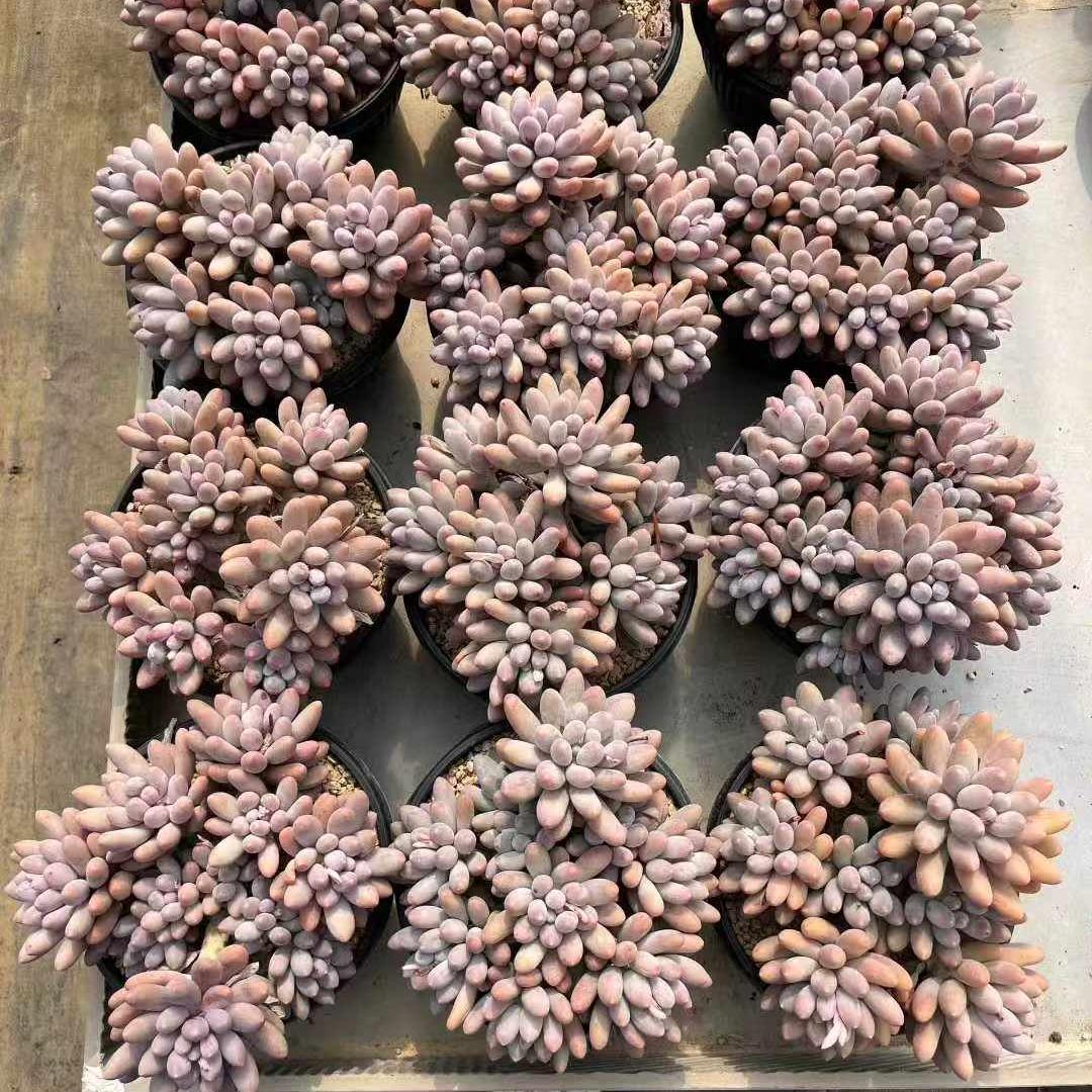 360031 オレンジスノーボール