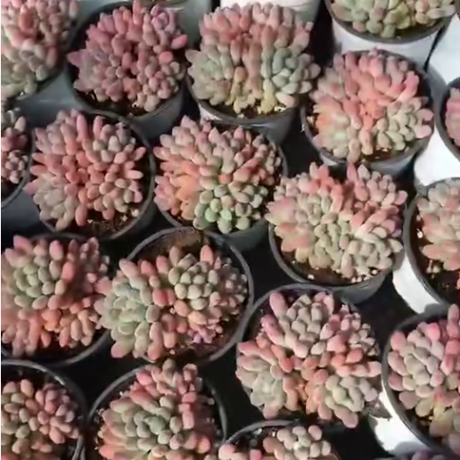 262851 マチュカエ